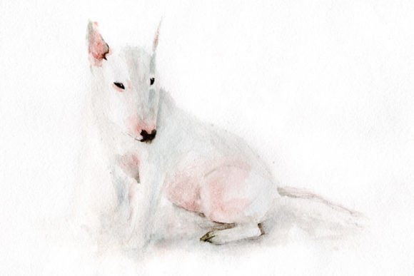 Bull Terrier Illustration in Watercolor