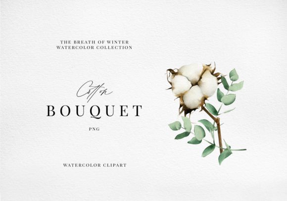 Cotton Eucalyptus Watercolor Bouquet Png Illustrations