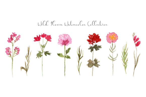 Cute Wild Flower Watercolor Collection Review