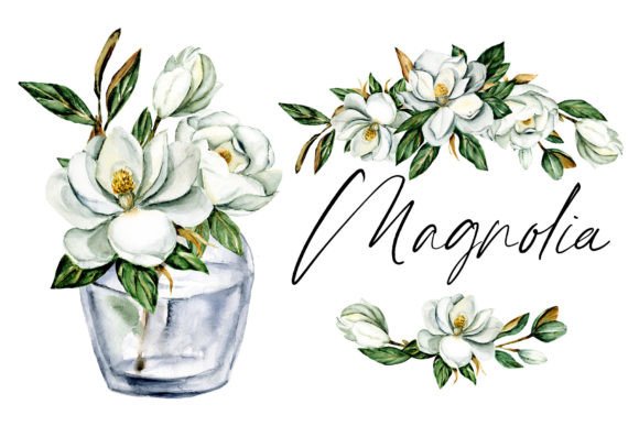 Flowers Magnolia Watercolor Drawing Illustrations