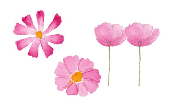 Pink Cosmos Flower Illustrations Review