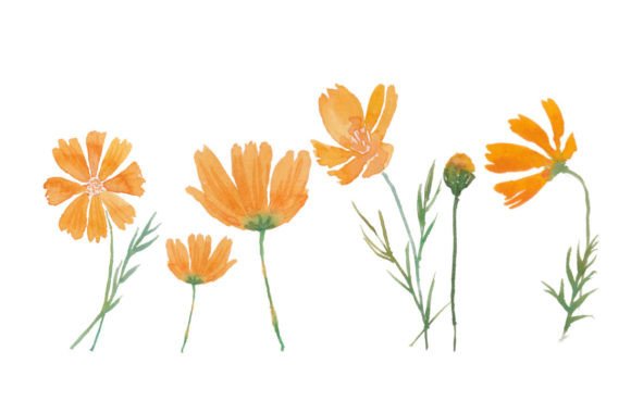Watercolor Cosmos Flower Yellow Color Illustrations