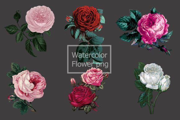 Watercolor Flower Illustration Png Review