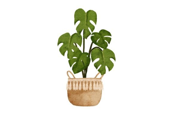 Watercolor Monstera Pot Illustrations Review