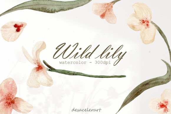 Watercolor Wild Lily Illustrations Review